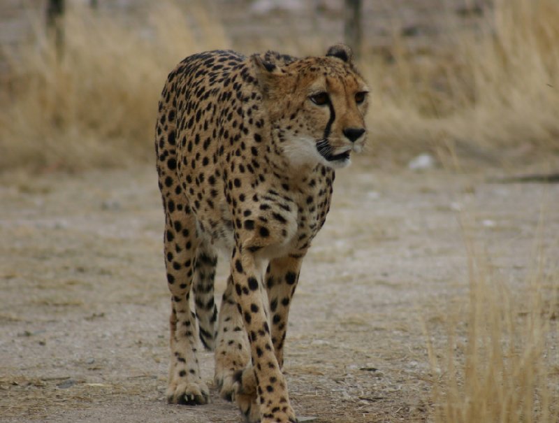 Photo Ojitotongwe Cheetah Park Namibia owners