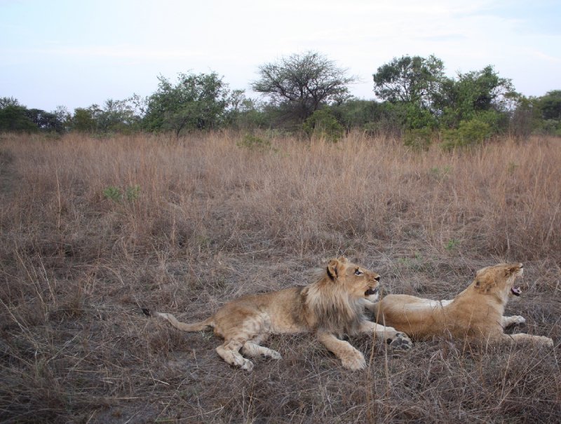 Gweru Antelope Park Zimbabwe Travel Photos