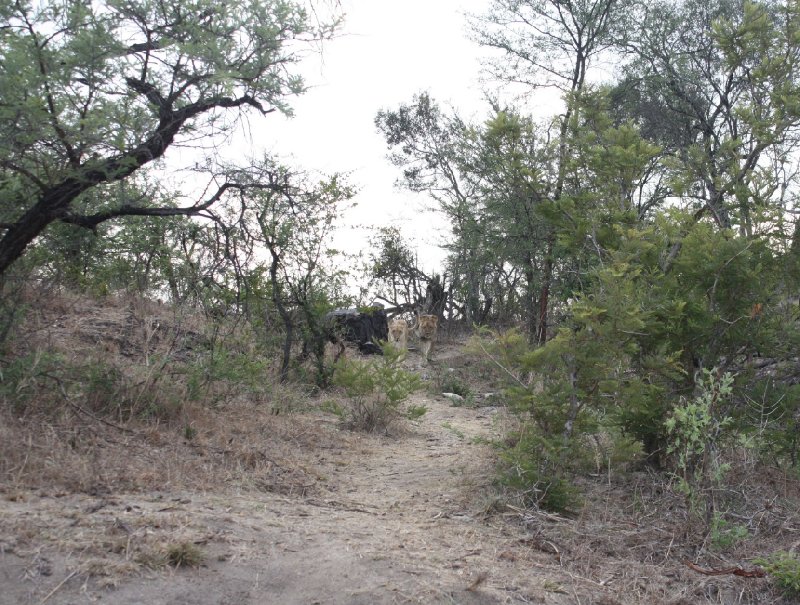 Photo Gweru Antelope Park Zimbabwe