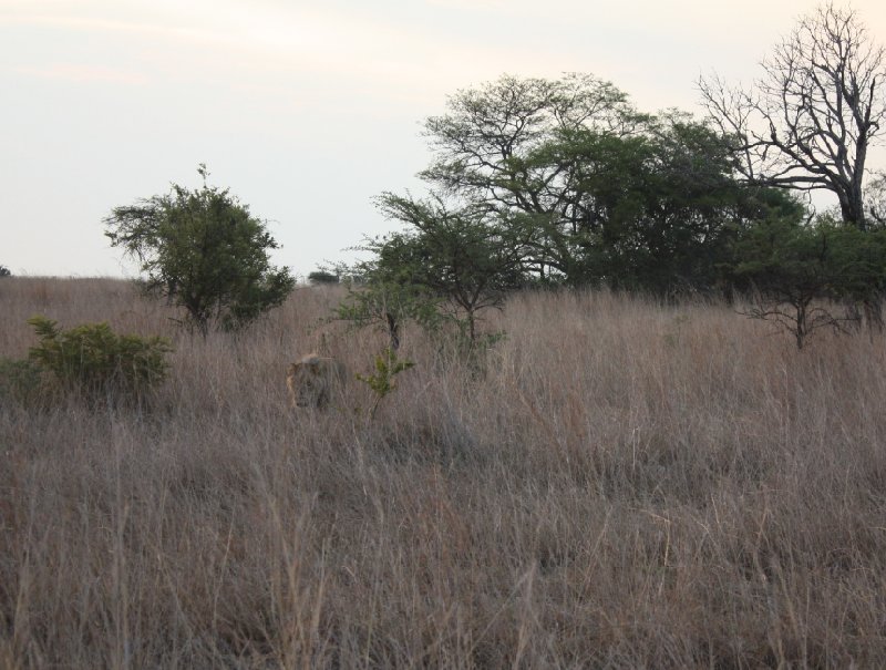 Photo Gweru Antelope Park Antelope