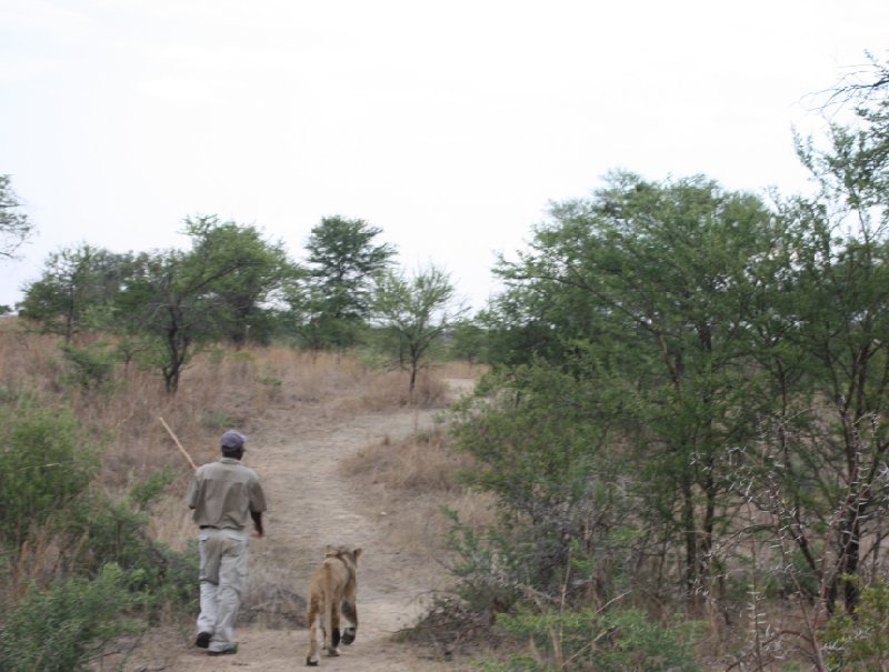 Gweru Antelope Park Zimbabwe Holiday Review