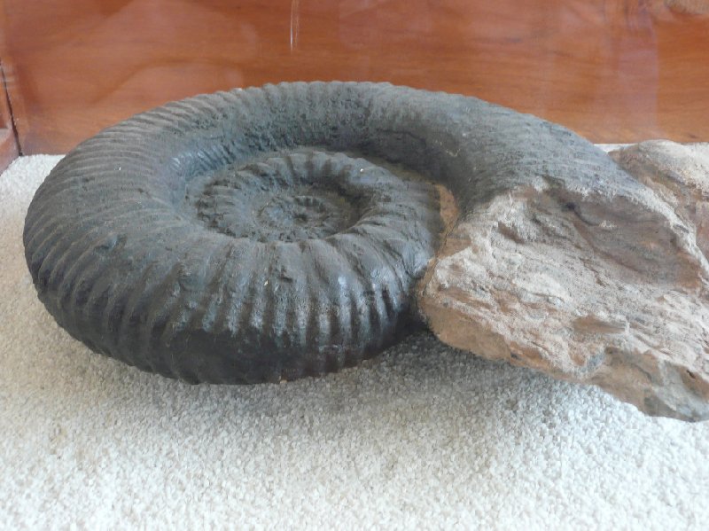 Photo Villa de Leyva Colombia fossil