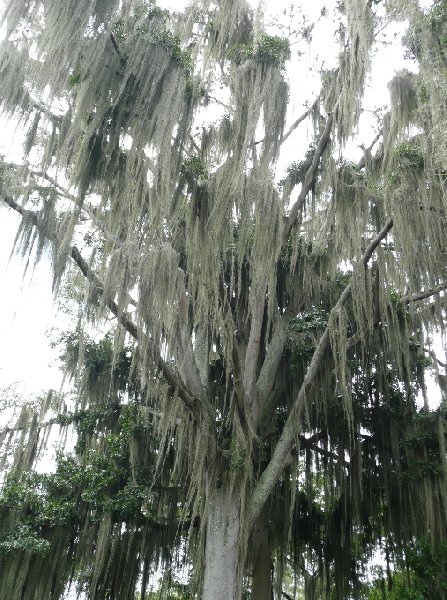 Photo San Gil Colombia botanical