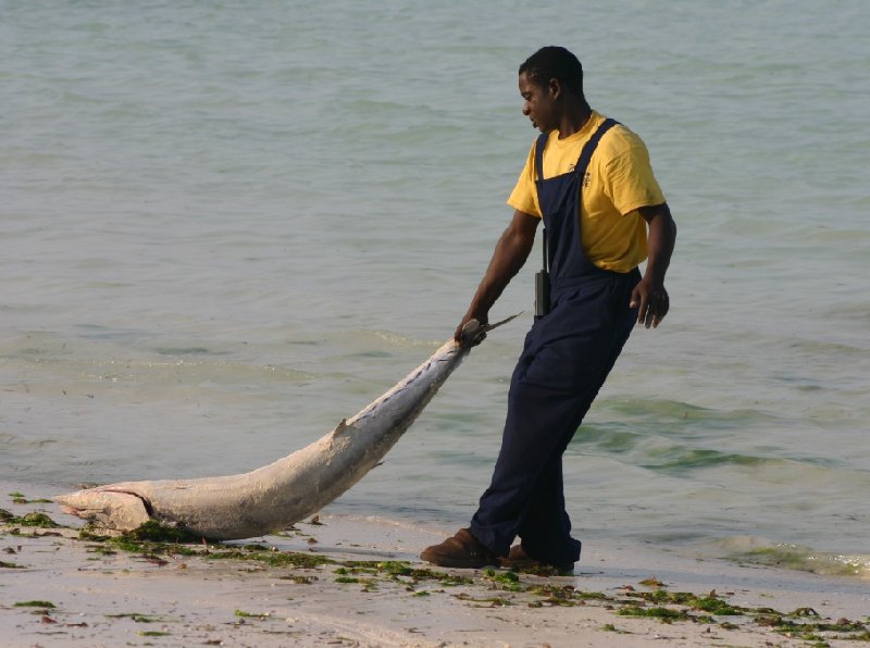 Pongwe Tanzania 