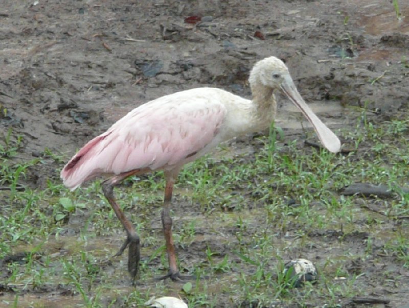 Photo Los Llanos Venezuela Tours tropical