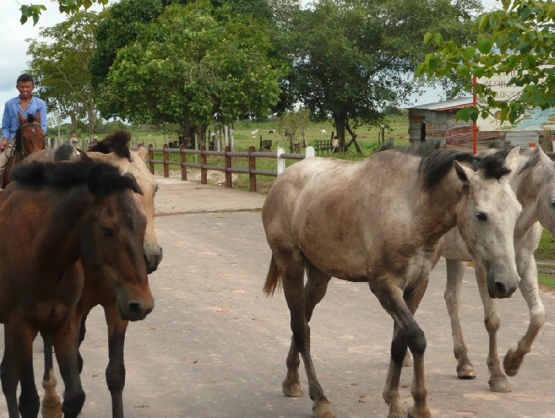 Los Llanos Venezuela Tours Barinas Vacation Photos