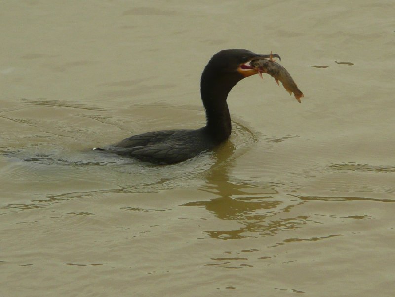 Photo Los Llanos Venezuela Tours possible