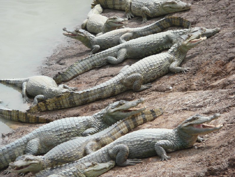 Los Llanos Venezuela Tours Barinas Trip