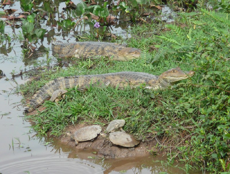 Los Llanos Venezuela Tours Barinas Holiday Photos