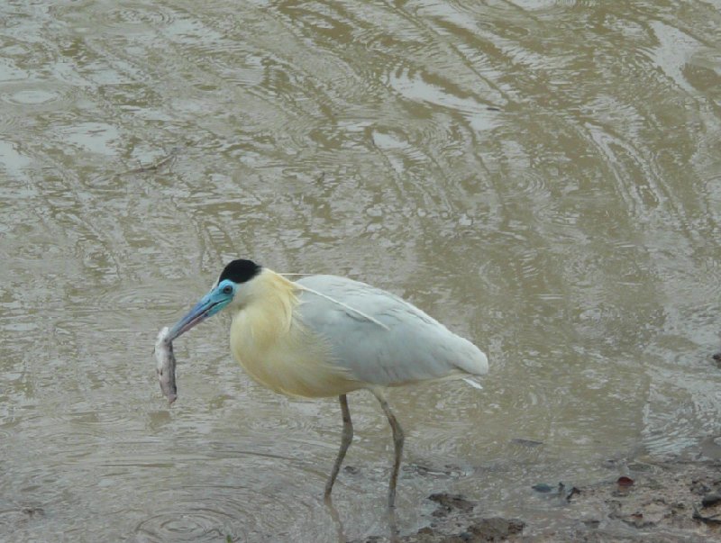 Photo Los Llanos Venezuela Tours Andean