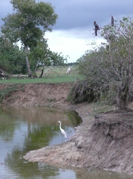 Photo Los Llanos Venezuela Tours foothills