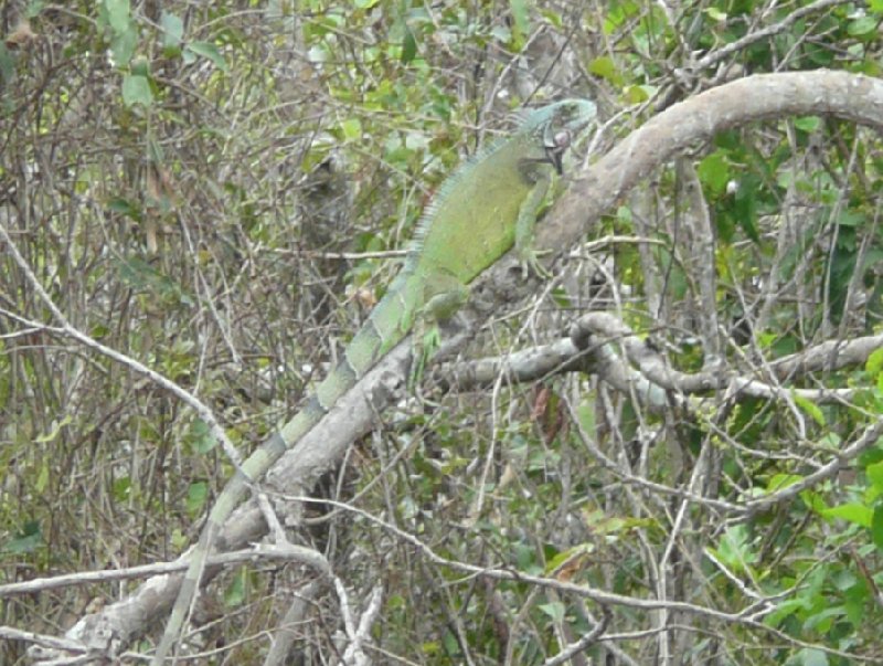 Los Llanos Venezuela Tours Barinas Vacation Picture