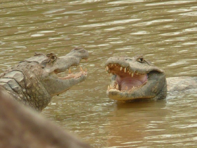 Photo Los Llanos Venezuela Tours forest