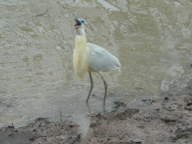 Los Llanos Venezuela Tours Barinas Holiday Tips