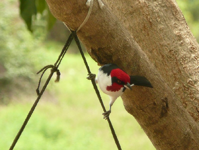 Photo Los Llanos Venezuela Tours flatlands