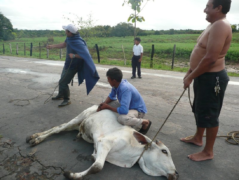 Los Llanos Venezuela Tours Barinas Holiday Experience