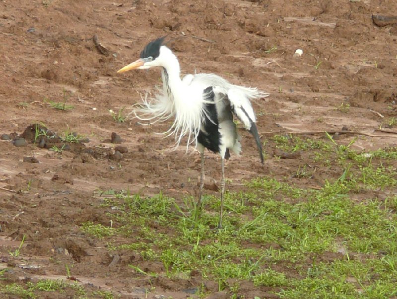 Los Llanos Venezuela Tours Barinas Diary Picture