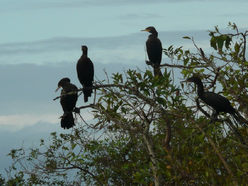 Photo Los Llanos Venezuela Tours wildlife