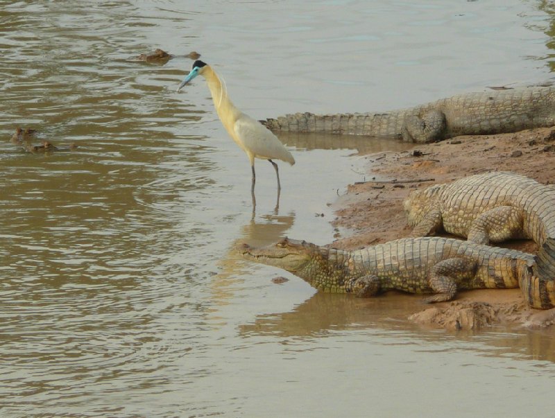 Photo Los Llanos Venezuela Tours amazing