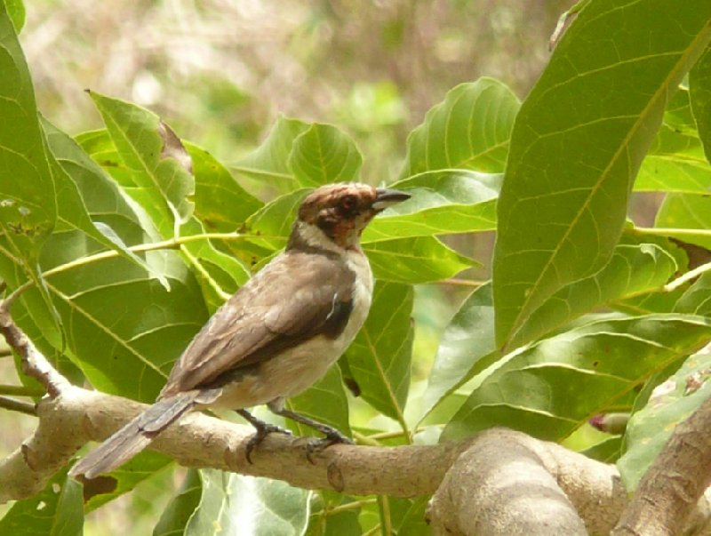 Photo Los Llanos Venezuela Tours spotted