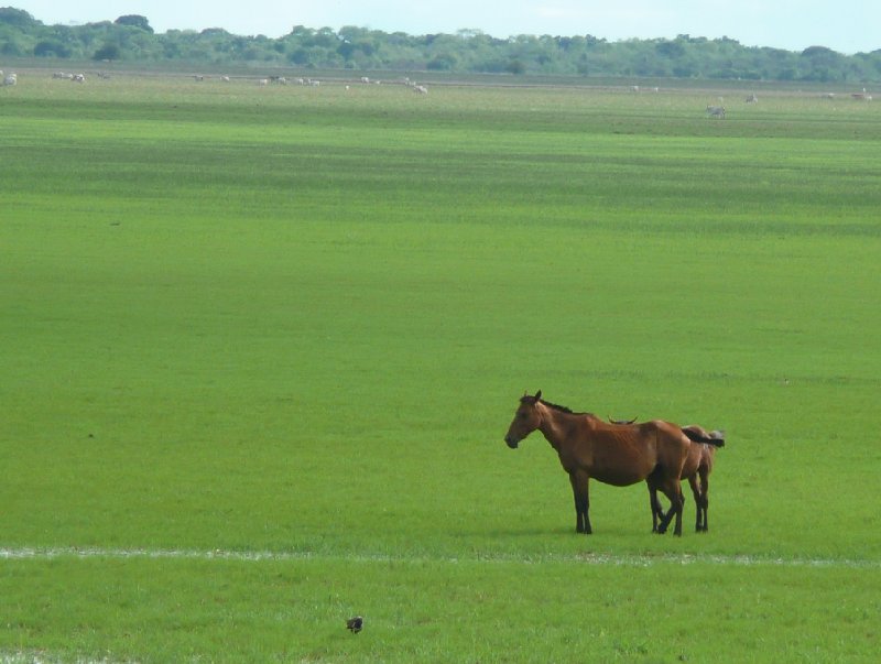 Los Llanos Venezuela Tours Barinas Photography