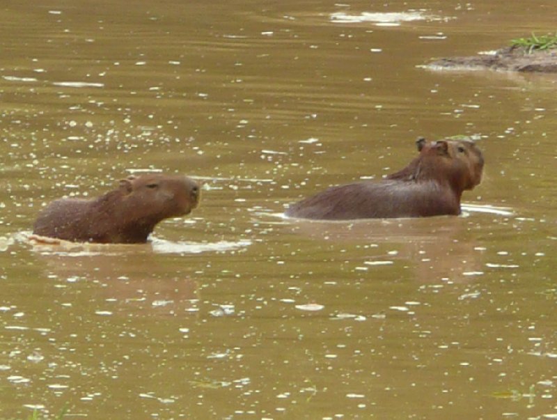 Los Llanos Venezuela Tours Barinas Trip Review