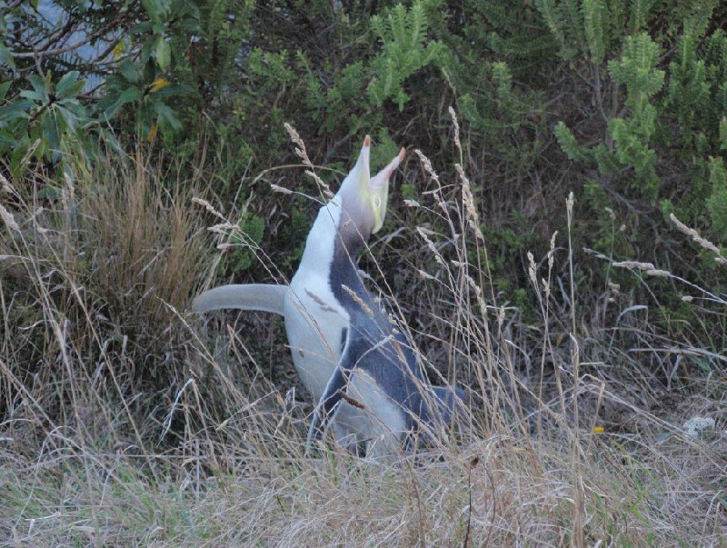   Dunedin New Zealand Travel Photographs