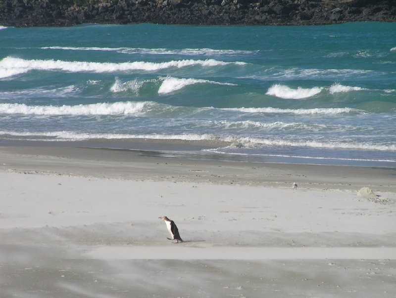 Travelling Otago Peninsula, New Zealand Dunedin Travel Experience