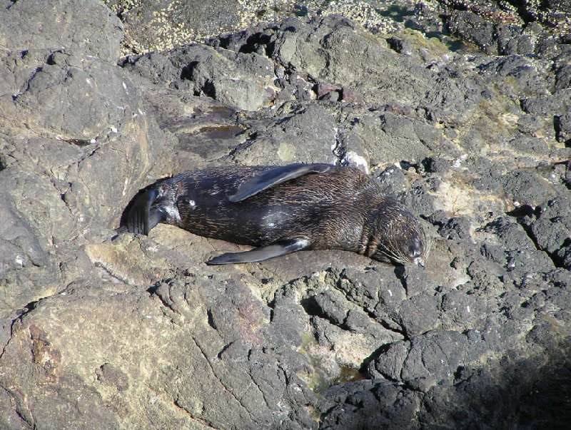 Travelling Otago Peninsula, New Zealand Dunedin Picture gallery