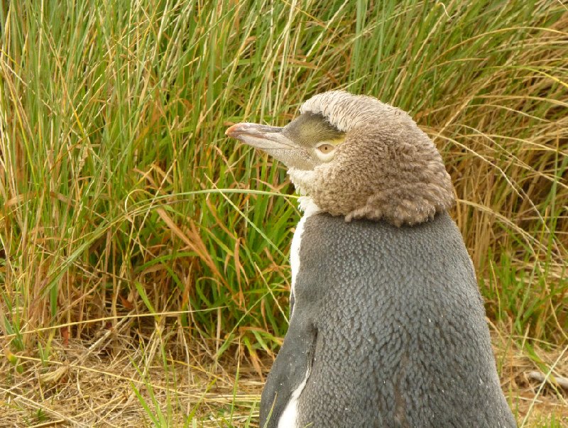 Travelling Otago Peninsula, New Zealand Dunedin Holiday