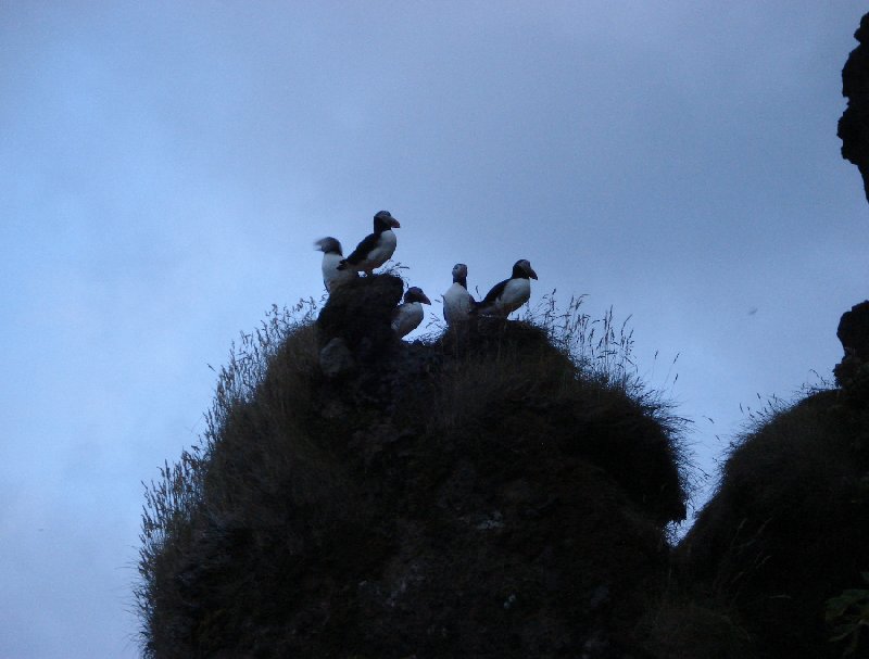 Pictures of puffins in Iceland Vik Travel Sharing