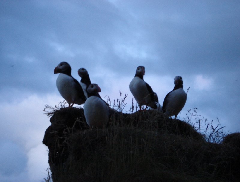 Pictures of puffins in Iceland Vik Review