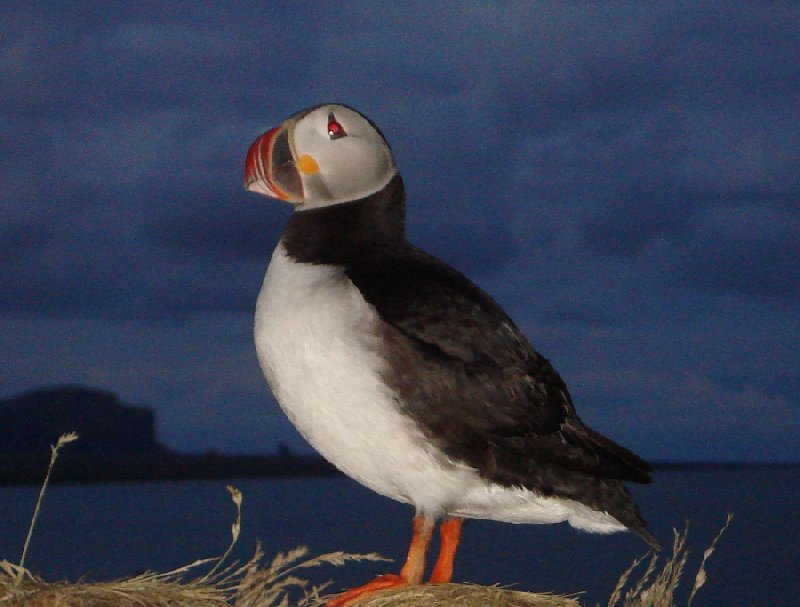 Photo Pictures of puffins in Iceland before