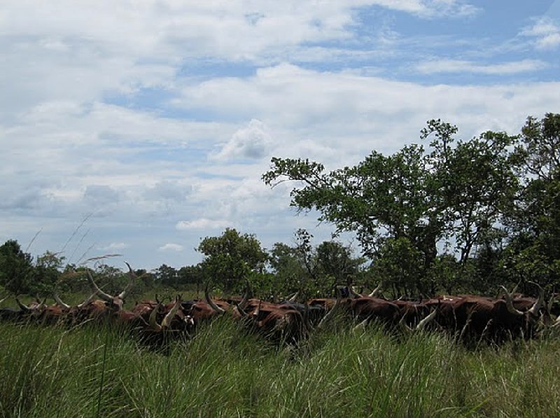 Photo Ziwa Rhino Sanctuary Uganda capital