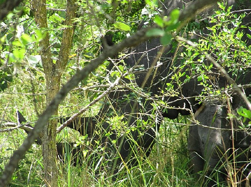 Photo Ziwa Rhino Sanctuary Uganda Sanctuary