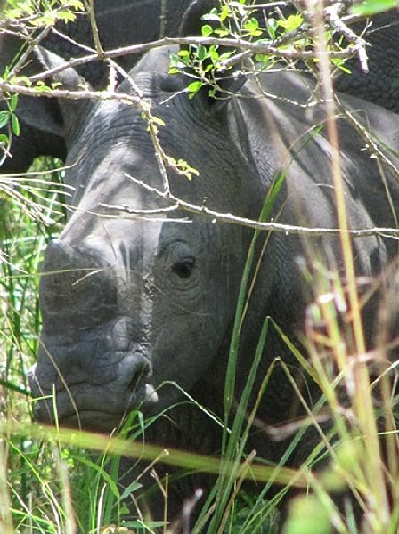 Photo Ziwa Rhino Sanctuary Uganda located