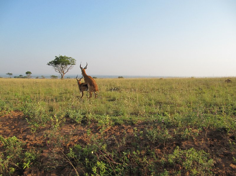 Uganda tours and safaris Masindi Trip Picture