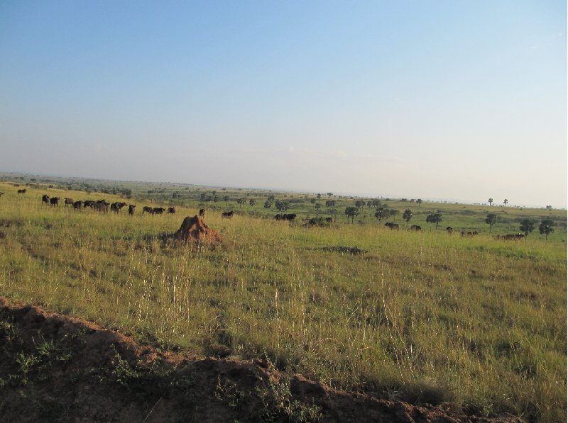 Uganda tours and safaris Masindi Diary Photo