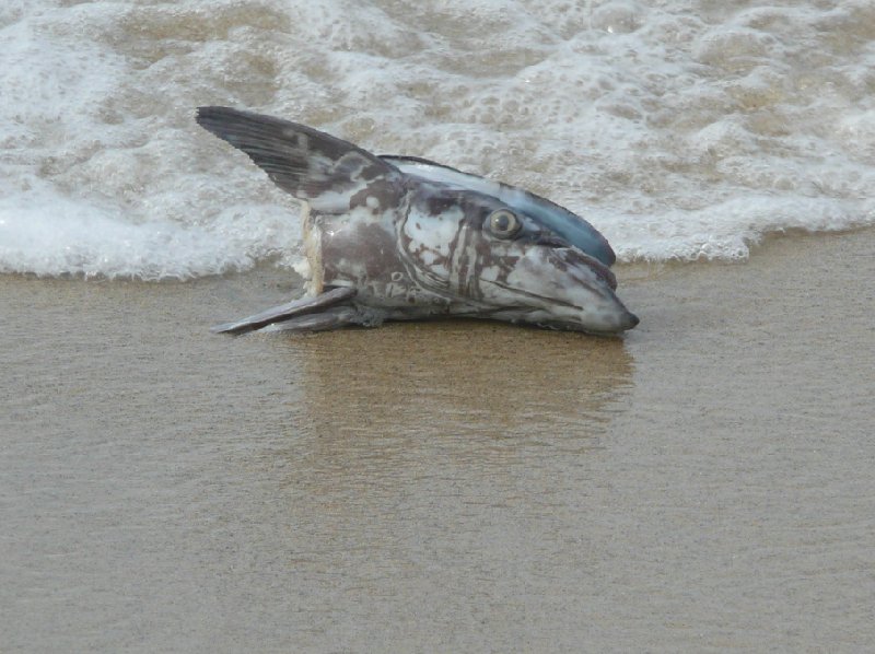 Tayrona Colombia 