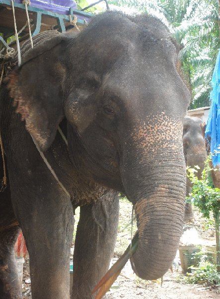 Photo Krabi Thailand elephant