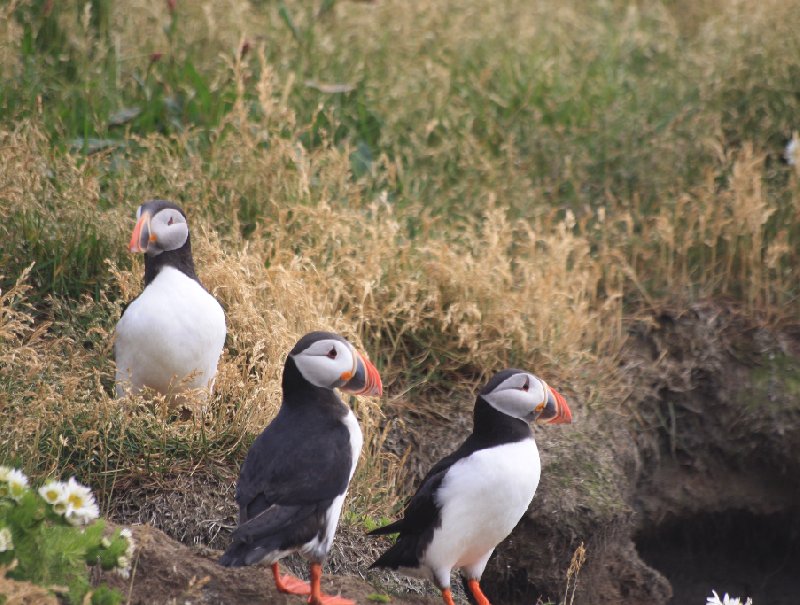 Day Trip Iceland Skogafoss Blog Pictures