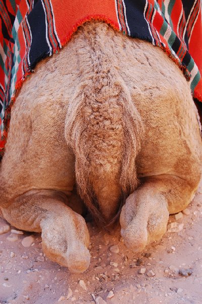   Petra Jordan Travel Photo