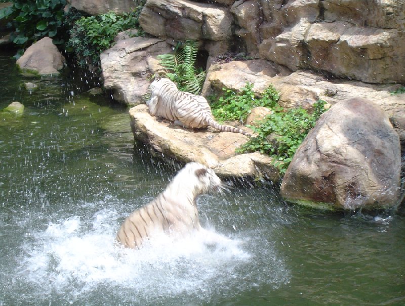   Singapore Trip Experience