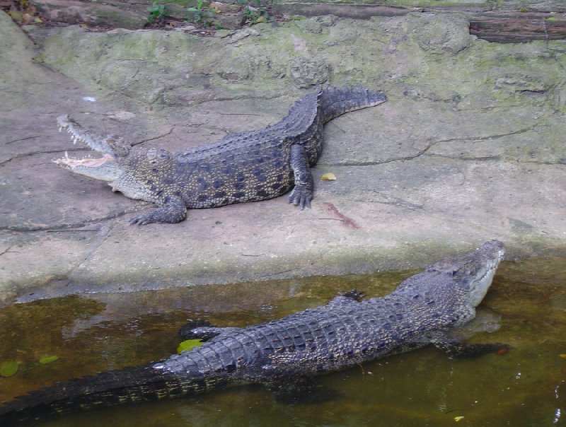 Photo Travel to Singapore birdlife