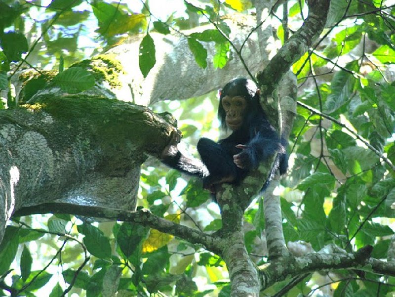 Photo Chimp trekking Uganda followed