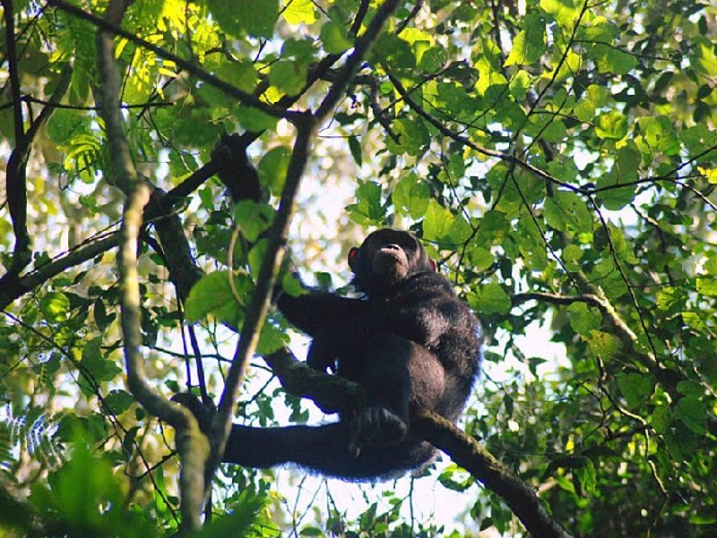 Chimp trekking Uganda Fort Portal Holiday Sharing