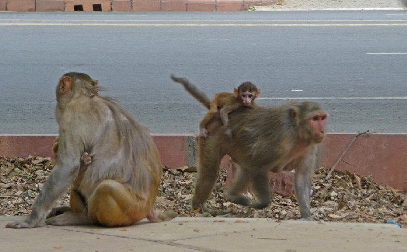 Photo New Delhi India landscape