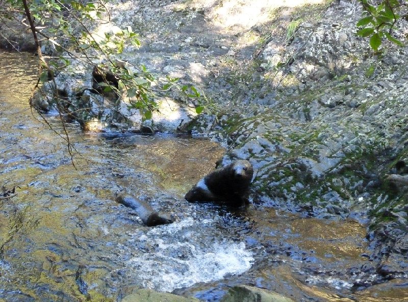 Photo Wildlife tours in Kaikoura New Zealand Kaikoura