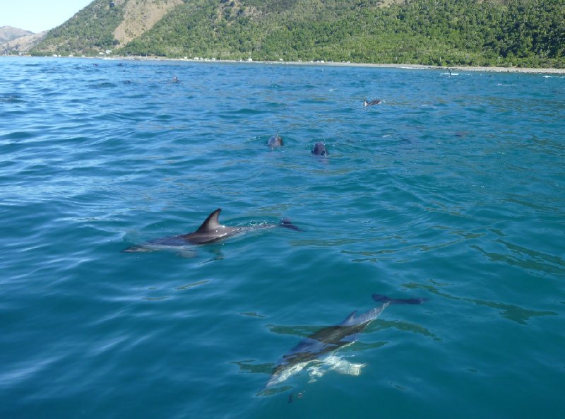   Kaikoura New Zealand Vacation Picture