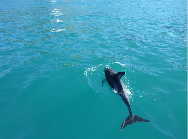 Photo Wildlife tours in Kaikoura New Zealand turned